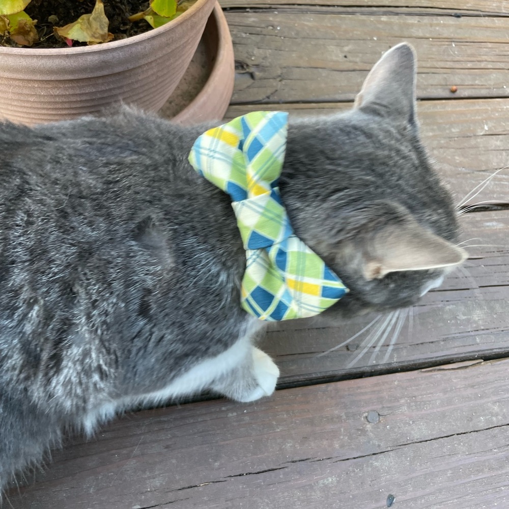 Dog/Cat Bow Tie Plaid Yellow/Blue/Green Velcro - Picture 4 of 7
